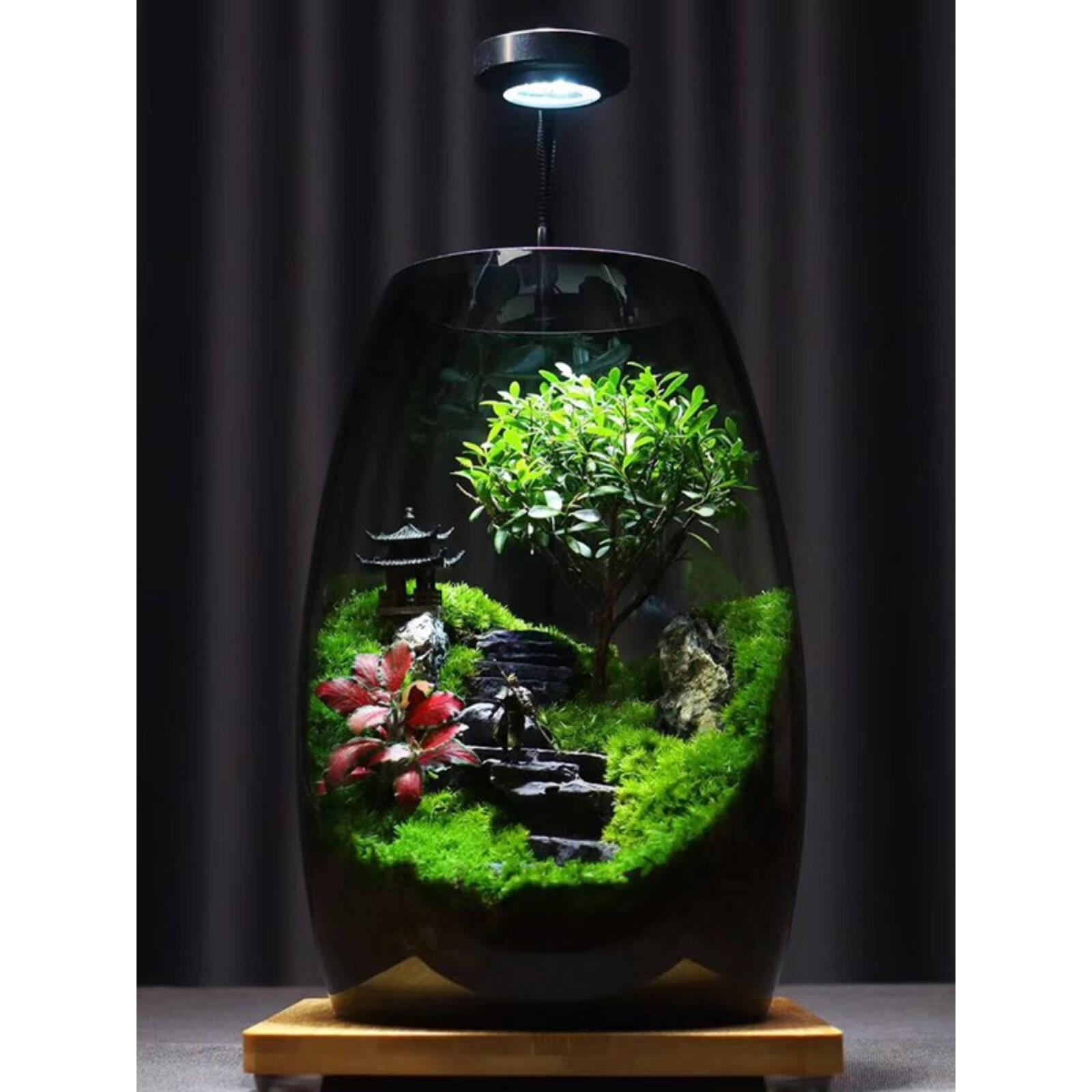 苔藓微景观生态瓶造景植物桌面小摆件悟空森林玻璃养鱼生态雨林缸