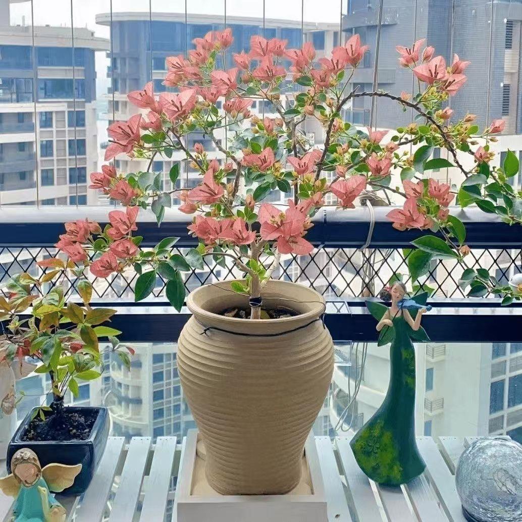 6【卡亚塔】三角梅盆栽室内阳台庭院好养花卉四季开花爬藤好养