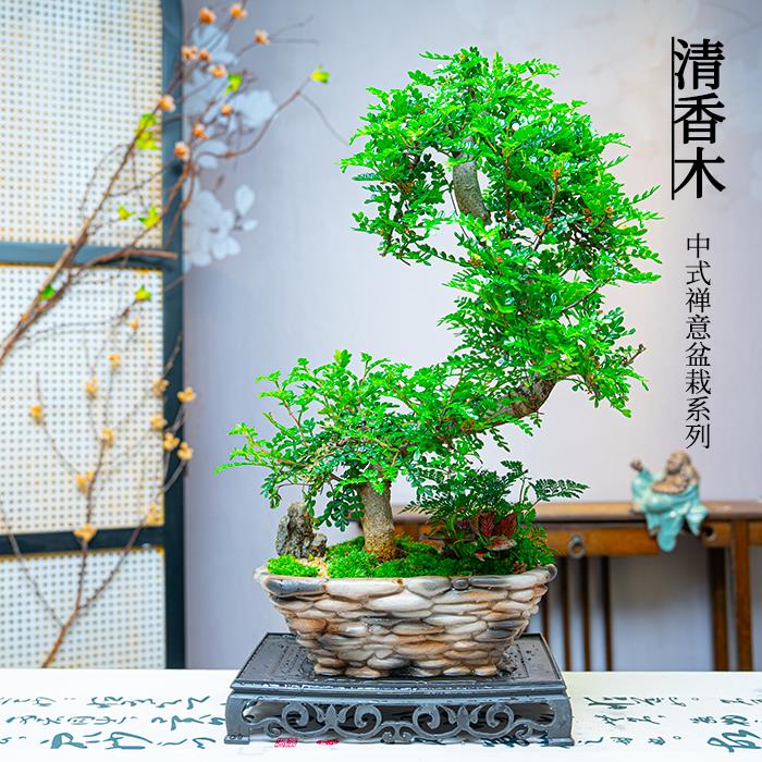 老桩S弯清香木盆景造型树老桩室内桌面装饰绿植盆栽观赏盆栽美观