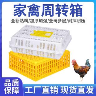 鸡鸭鹅兔家禽笼子养殖 塑料鸡笼运输笼家用大号成鸡周转箱装 鸡筐