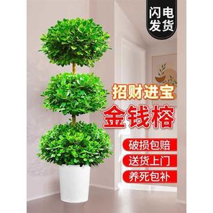 常青办公室盆景招财树送礼 金钱榕盆栽室内客厅摇钱树大型绿植四季