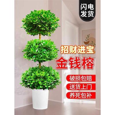 金钱榕盆栽室内客厅摇钱树大型绿植四季常青办公室盆景招财树送礼
