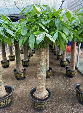 发财树辫子盆栽大型绿植吸甲醇客厅北欧净化空气室内办公阳台包邮