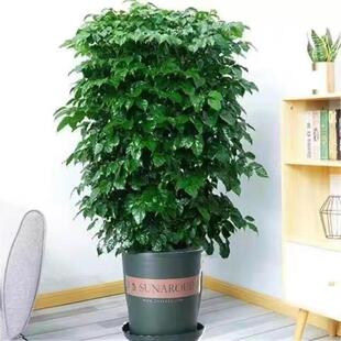 幸福树丛生客厅大型盆栽乔迁花卉四季常青绿植开业多层绿宝北欧风