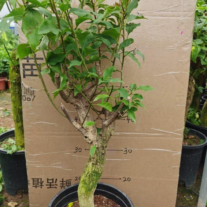 桑巴老桩三角梅
