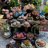 新型花盆造型多肉精致小花植物个性 创意绿植老庄橙子透气装 饰阳台