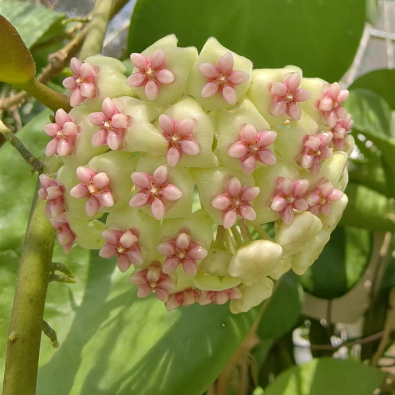 菁叹球兰花盆栽观叶观花植物阳台室内垂吊铃P兰爬藤攀援多肉四季