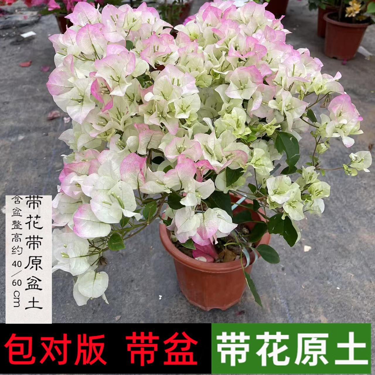 重瓣三角梅四季开花盆栽带花老桩漳红樱绿樱勤花品种爬藤苗好养活