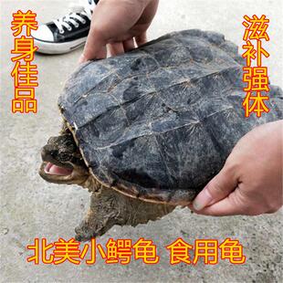 鳄龟北美小鳄龟大乌龟小乌龟食用龟吃的龟肉龟苗活体包邮活物