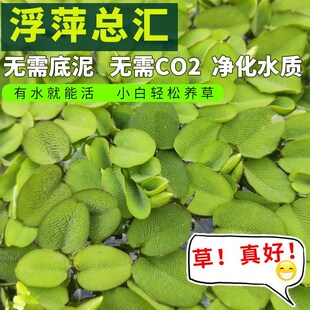槐叶萍兔耳萍芝麻浮萍小叶萍水草喂鱼喂龟好养净化水质小浮萍青萍