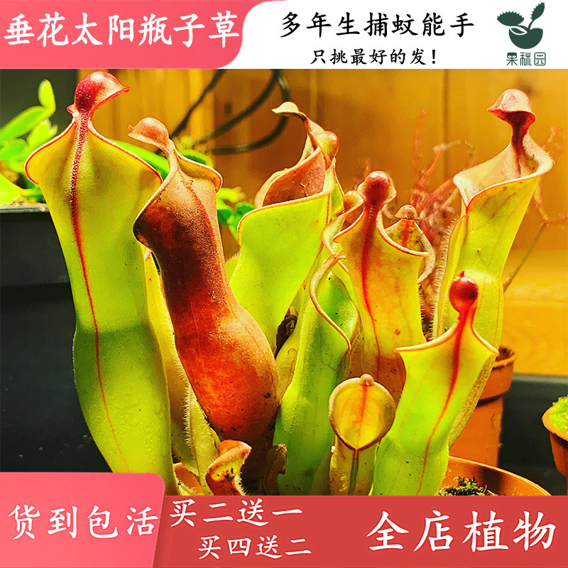 垂花太阳瓶子草【高端稀有食虫植物 水陆雨林鱼缸造景观 捕虫草】图片
