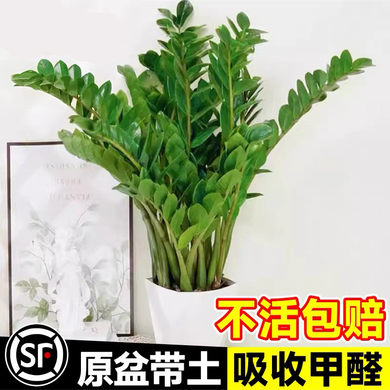 金钱树盆栽室内植物大p型客厅好养招财绿植摇钱串子小发财树盆景