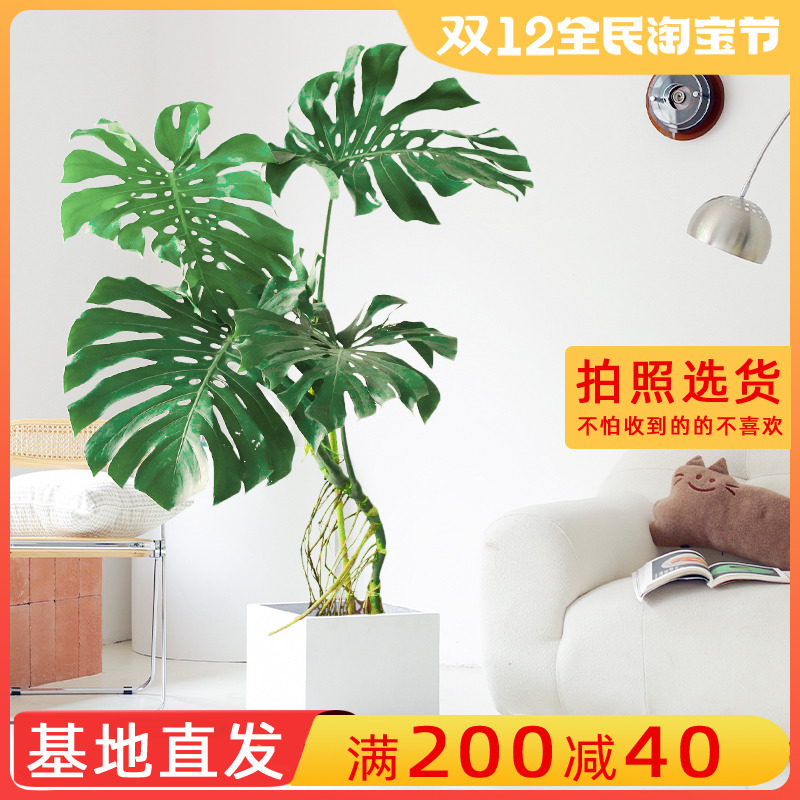 巨叶老桩龟背竹室内客厅大型好养盆栽大叶植物除甲醛北欧网红绿植