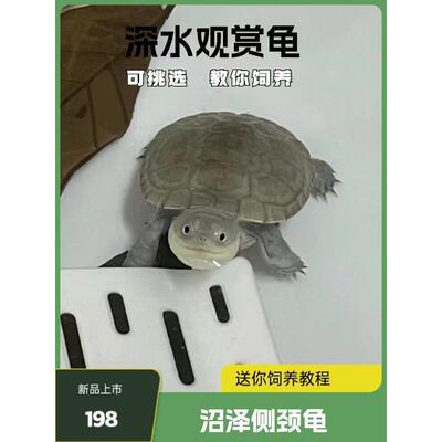 棱背侧颈龟苗宠物活体龟西非沼泽侧颈龟深水热带招财龟微笑仰泳龟
