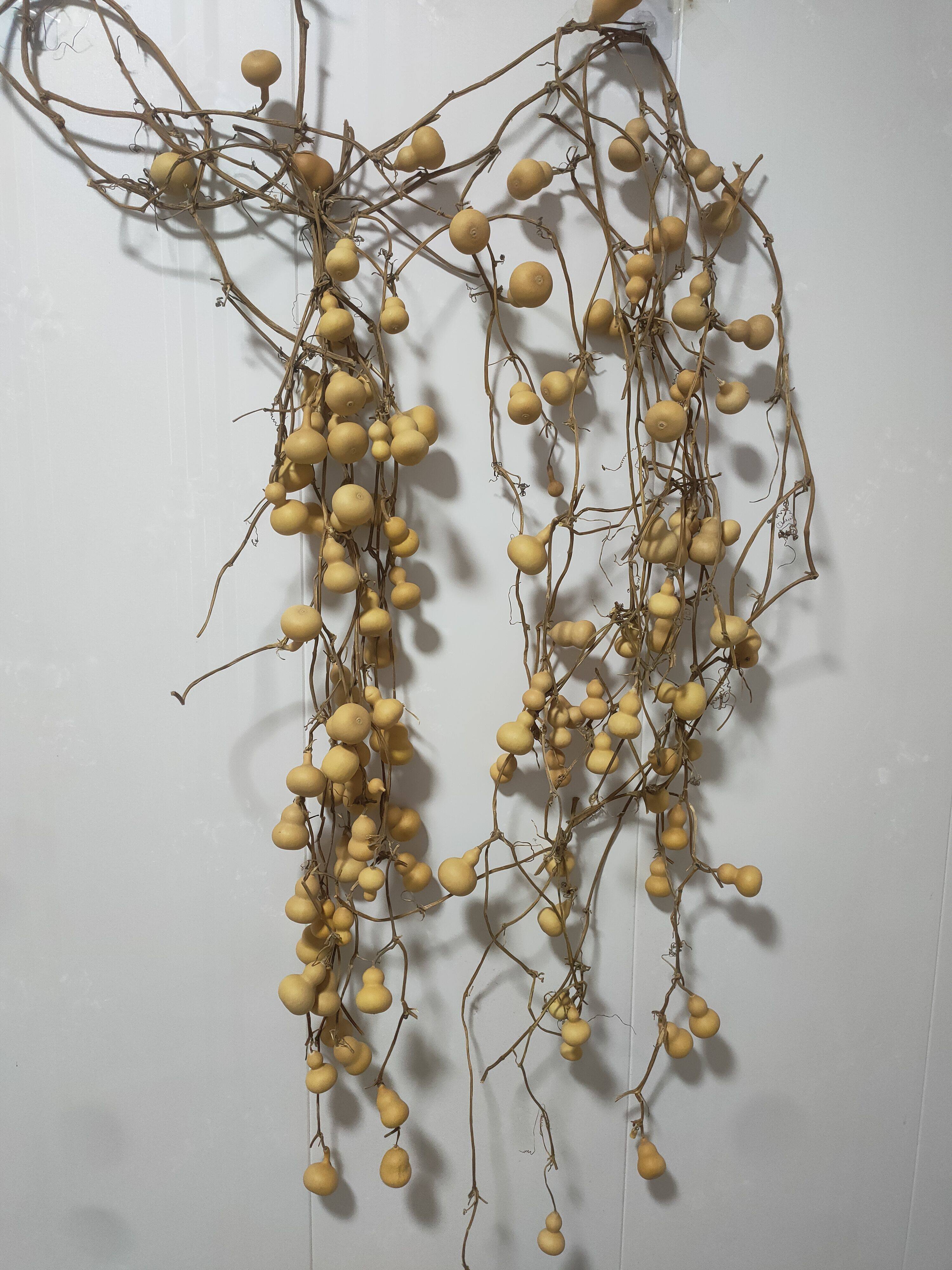 超越天然连藤小葫芦手捻手把件小葫芦连枝带龙头家居装饰挂件