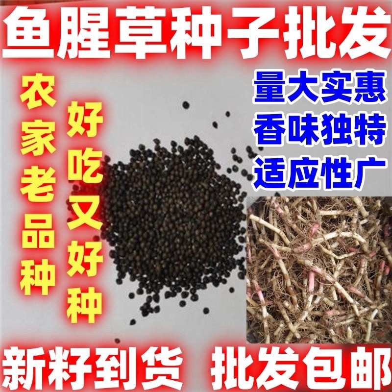 野生鱼腥草种子好吃四川易种新鲜折耳根苗家庭园艺四季盆栽易种,鲜花速递/花卉仿真/绿植园艺,家庭园艺种子,淘宝优惠券,粉丝福利购,淘宝优惠卷