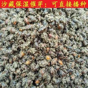 金丝楠木树种子金丝楠种子桢楠木种子名贵树种四川金丝楠木籽