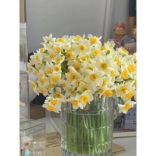 漳州水仙大种球室内阳台水培土养盆栽耐寒种子球根植物四季观花卉