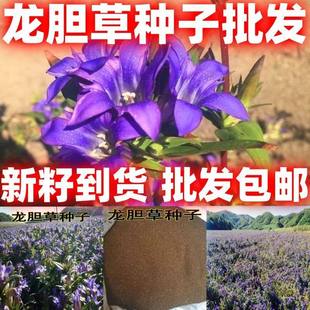 龙胆草种子材种子地胆头种子磨地胆鹿耳草简单易种好种籽