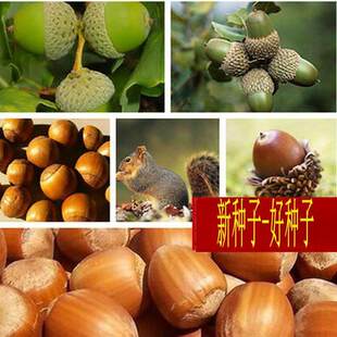 橡树种子橡树苗青冈栎橡子苗栗茧蒙古栎