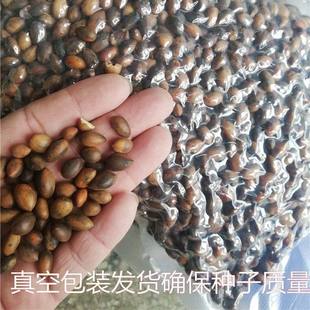 新采正宗金丝楠木树种子四川小叶楠种子细叶金丝楠籽桢楠雅楠种子