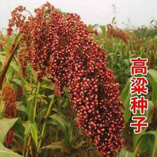 老品种红高粱种子 糯高粱种子酿酒扫帚高粱种子高产抗旱高粱种子