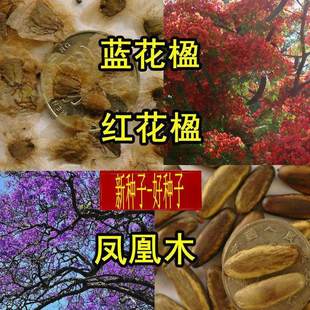 新采蓝花楹种子蓝雾树红花楹树种凤凰木种子火凤凰金凤花