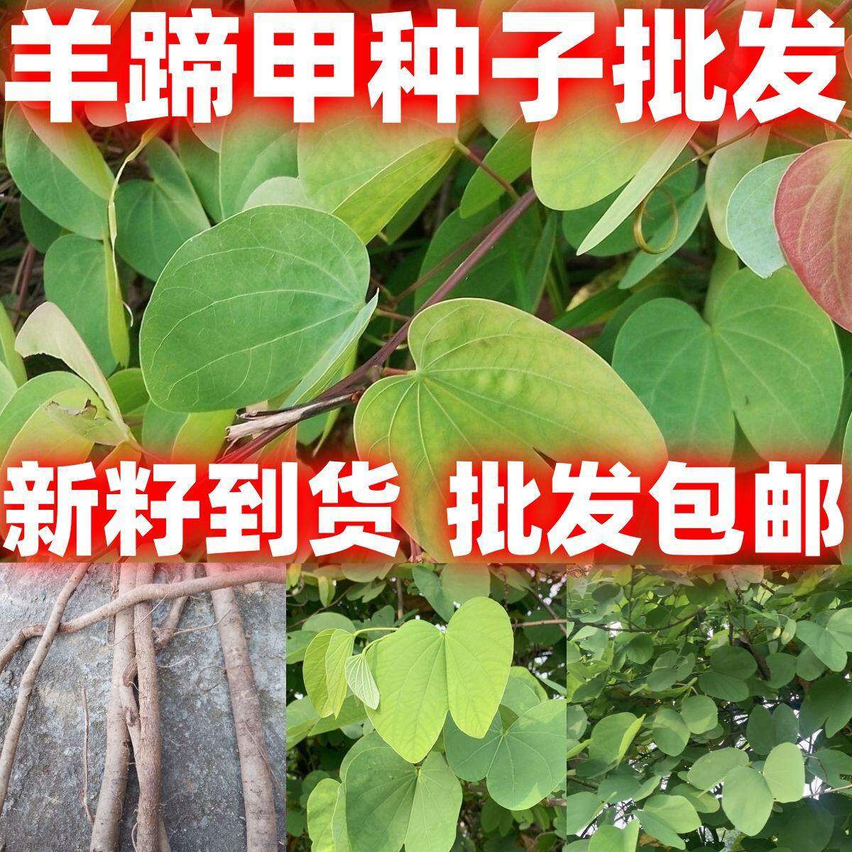 羊蹄甲种子紫荆种子玲甲花种子洋紫荆种子香港市花花树种子