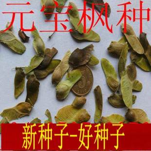 新成熟元宝枫种子榨油元宝枫树种元宝枫苗