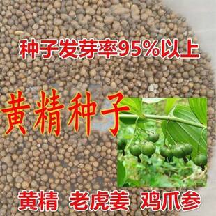 黄精种子黄金种子鸡头姜形黄精滇黄精多花黄精南北方野生老虎姜籽