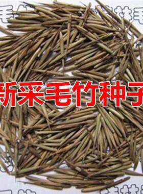 大型毛竹种子青苗楠刚四