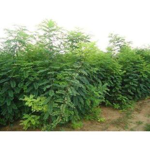 榆树种子籽榆树墙种子东北榆树白榆树种子榆树钱金叶榆榔榆种子