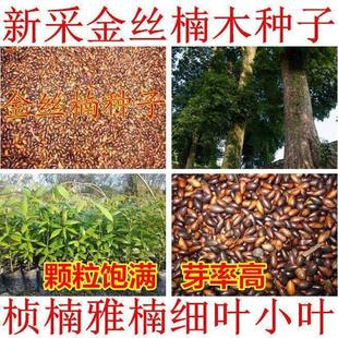 正宗金丝楠木树种子金丝楠种子桢楠木种子名贵树种四川金丝楠木籽