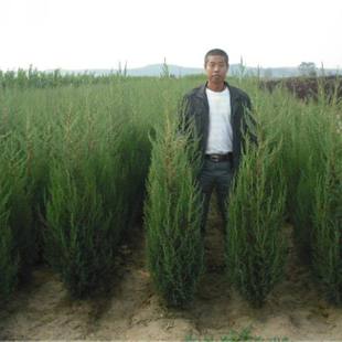 桧柏种子 塔柏 蜀桧柏 侩柏 北京桧柏 河南桧种子 刺柏圆柏种子