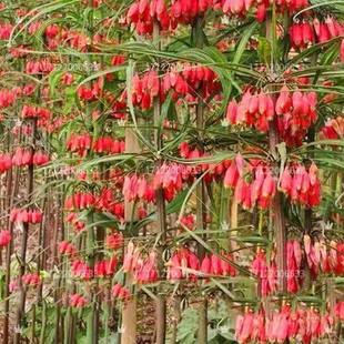 云南中药材滇黄精种子红花黄精种子老虎姜种子玉竹种子多花黄精苗