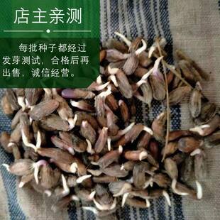 苍术种子朱砂点北苍术 南苍术 茅苍术送种植技术