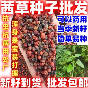 当季新籽茜草种子中药红根草简单易种红内消多年生草本植物籽