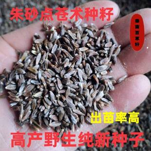 野生苍术种子 朱砂点北苍术子 产地纯新种籽发芽率高500克