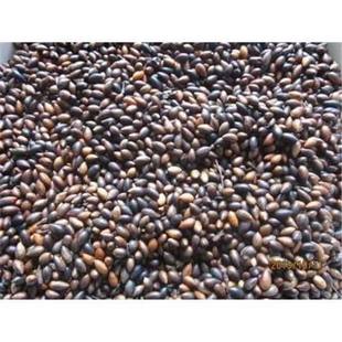 正宗金丝楠木种子 四川小叶桢楠种子 紫楠种籽 名贵树种楠木种子