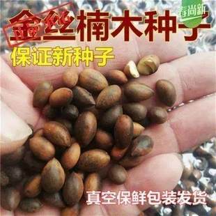新采金丝楠木树种子 四川金丝楠木种子 紫楠种籽 小叶桢楠种子