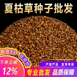 散装夏枯草种子中药材白毛夏枯草种籽子四季种植另有黄芩苗孑