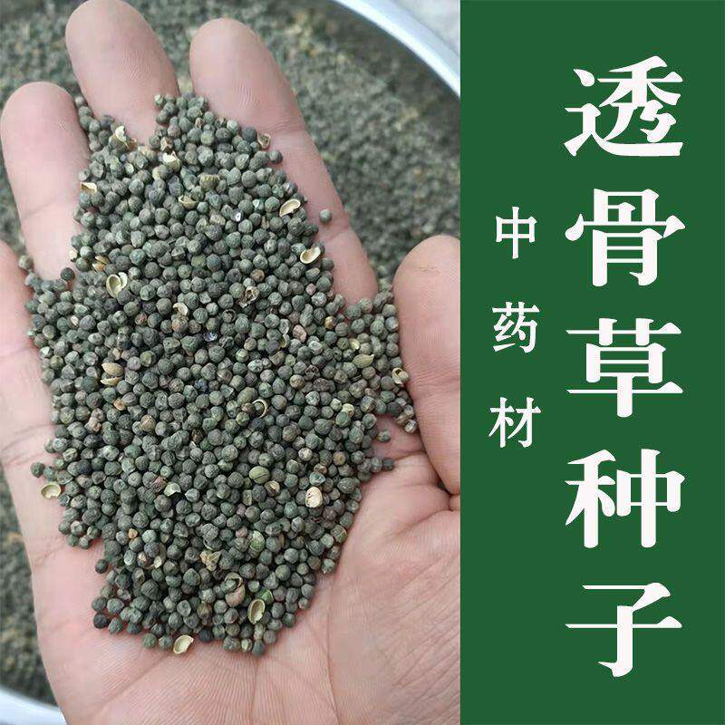 珍珠透骨草种子 野生透骨草籽 新采散装中药材中草药春季药材种子