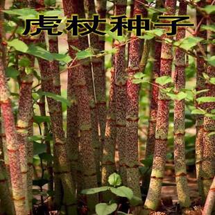 新采摘名贵中药材种子 虎杖净种子 野生虎杖种子大接骨熊黄连种子