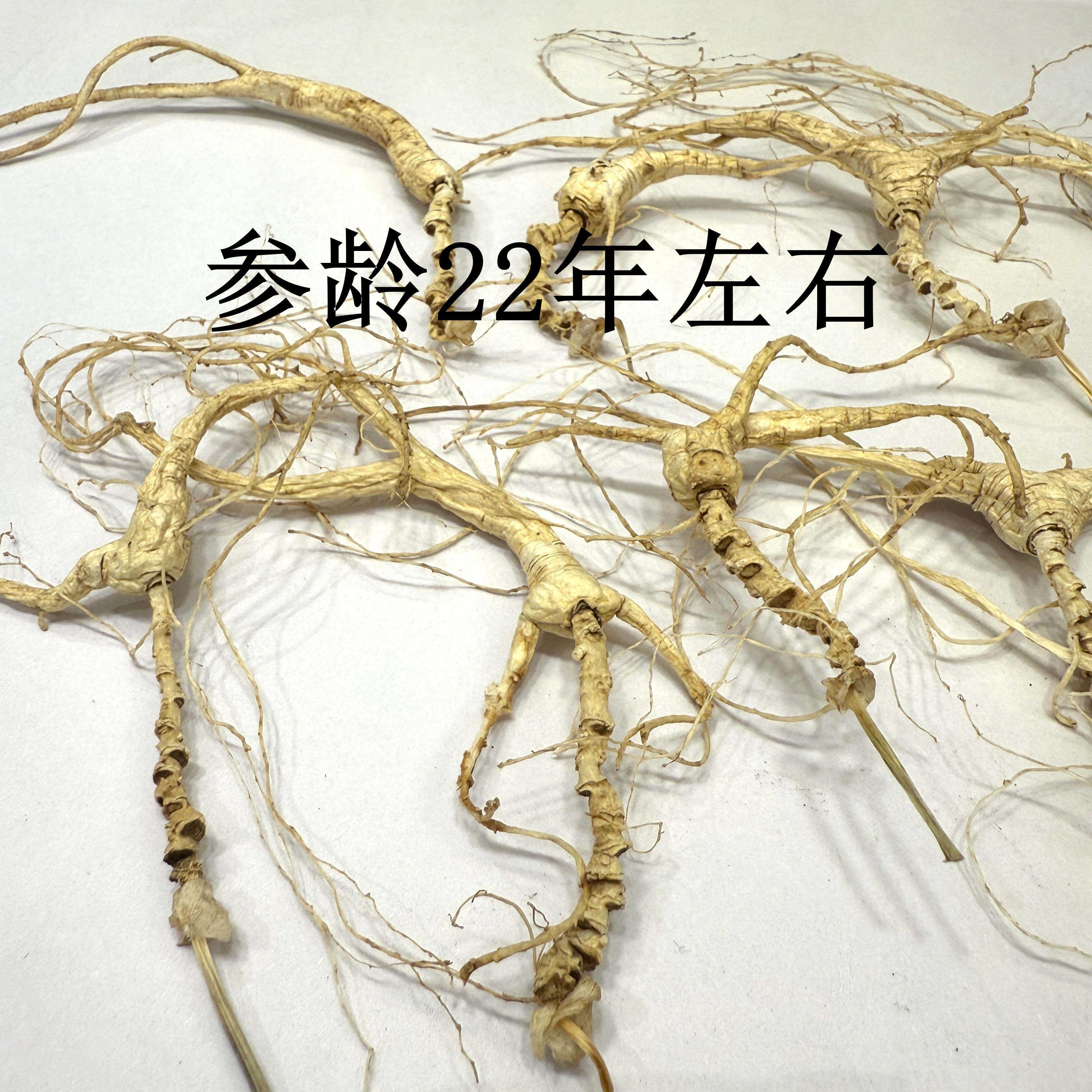 2025年新货22年林下参正宗林下野山参小老货泡茶炖汤无染色参味浓