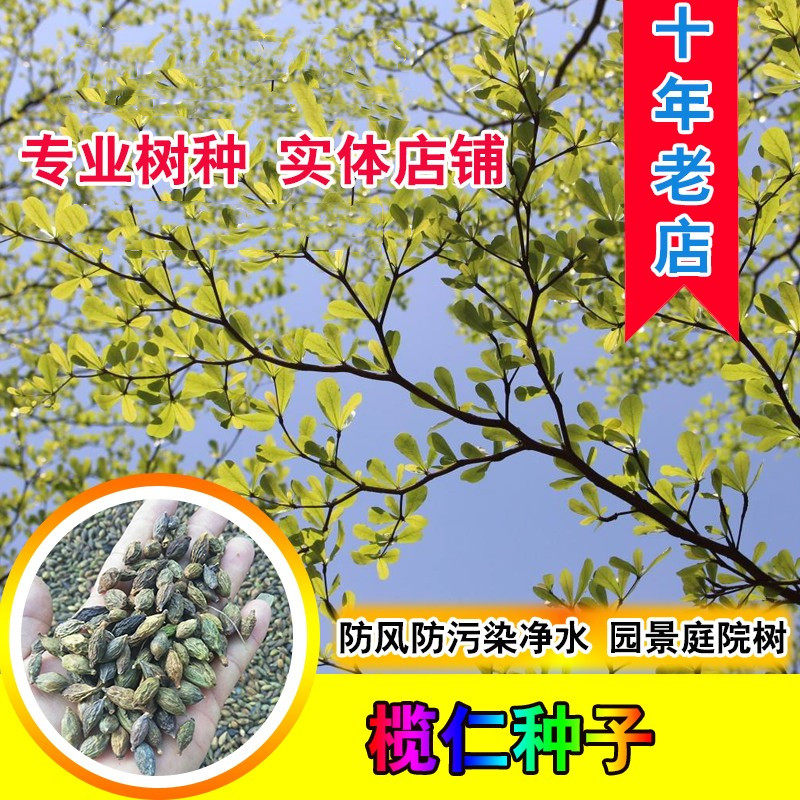 榄仁种子  非洲榄仁雨伞树种子  大叶细叶小叶榄仁树种子