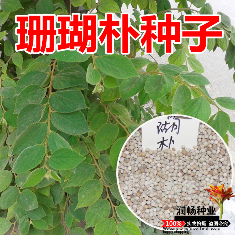 珊瑚朴树种子棠壳子树行道绿化园林观赏树木当年新采种子