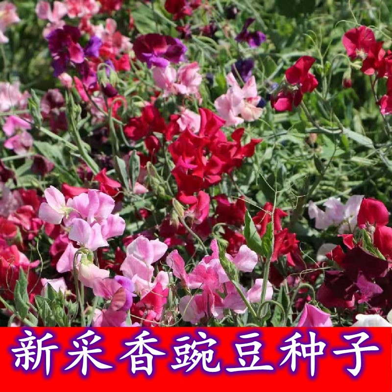 新采香豌豆种子可留种切花合集可地栽盆栽庭院花卉春秋播庭院耐寒