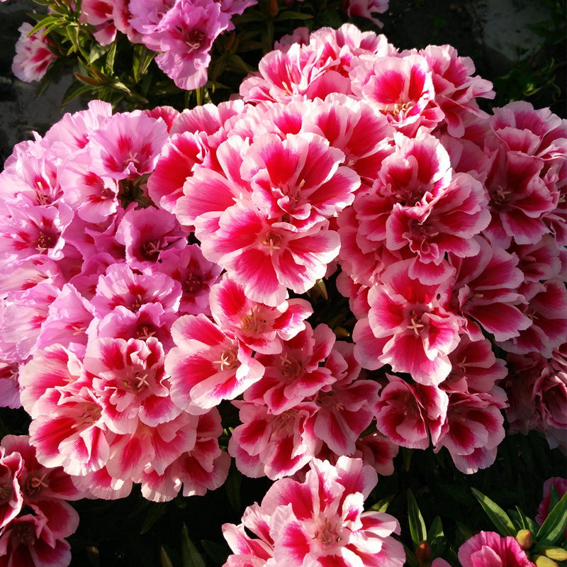 古代稀种子 送春花四季播种 妙植种子  植物花籽室内阳台盆栽易种