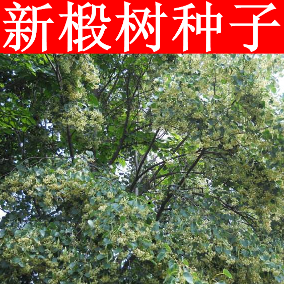 椴树种子 紫椴种子 火绳树 家鹤儿 金桐力树 桐麻 叶上果糠椴种子