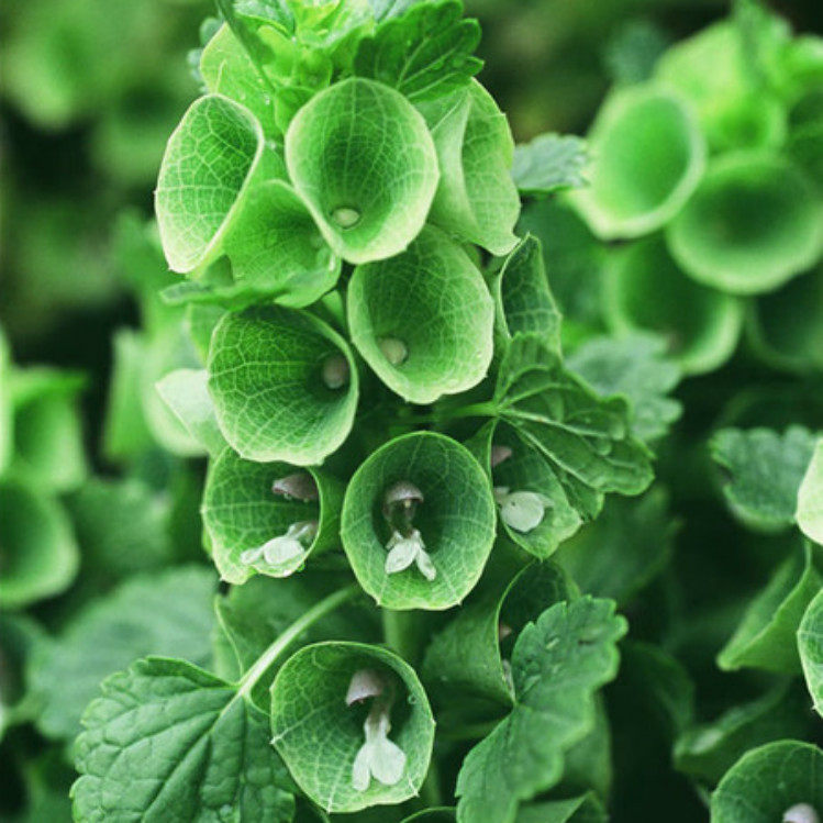 贝壳花种子20粒装 领圈花 观叶植物庭院阳台四季播种盆栽花卉种子